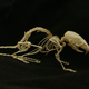 Illustration for article titled How many bones?